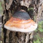 This photo taken earlier this month shows a mushroom growing in the Pederson Hill subdivision. (Courtesy Photo / Gary Miller)