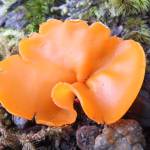 This photo taken earlier this month shows a mushroom growing near the service road out North Douglas. (Courtesy Photo / Gary Miller)