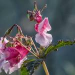 Himalayan Balsam, an invasive species, is seen edge of the Mendenhall Wetlands on Friday, Sept. 25, 2020. (Coutesy Photo / Kenneth Gill, gillfoto)