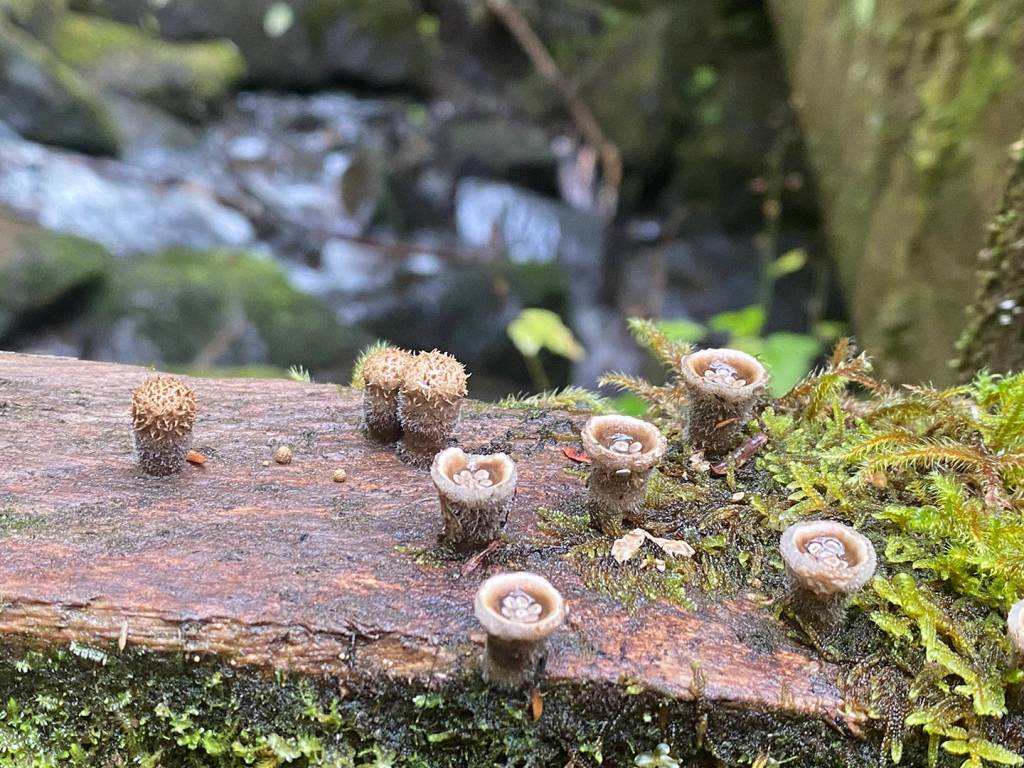 This photo shows birds nest fungi. (Courtesy Photo / Deana Barajas)