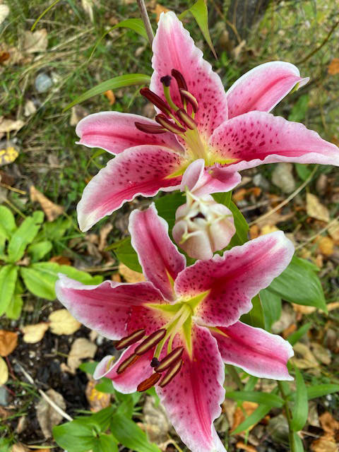 Stargazer lilies bloom in a sidewalk garden in the flats in late September. (Courtesy Photo / Denise Carroll)