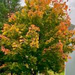 Fall color can be seen on South Franklin Street in late September. (Courtesy Photo / Denise Carroll)
