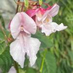 This photo shows invasive plant ornamental jewelweed (Impatiens glandulifera Royle) on the trail near the end of Industrial Boulevard on Aug. 29, 2020. (Courtesy Photo / Michael Stekoll)