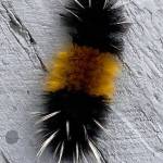 A wooly bear caterpillar inches his way across steps at Mile 2 on Sept. 30, 2020. (Courtesy Photo / Denise Carroll)