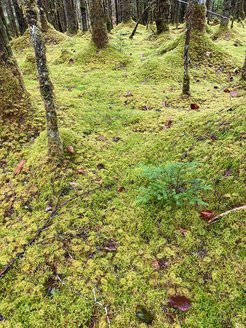  How green was my valley? This photo shows a moss–covered forest floor in the Mendenhall Valley on Oct. 5. (Courtesy Photo / Denise Carroll)