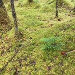  How green was my valley? This photo shows a moss–covered forest floor in the Mendenhall Valley on Oct. 5. (Courtesy Photo / Denise Carroll)