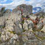 Plants cling to life on this rocky outcropping on the Mount Roberts trail on Oct. 5. (Courtesy Photo / Denise Carroll)