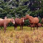 Echo Ranch horses enjoy a calm fall day on Oct. 10. (Courtesy Photo / Denise Carroll)