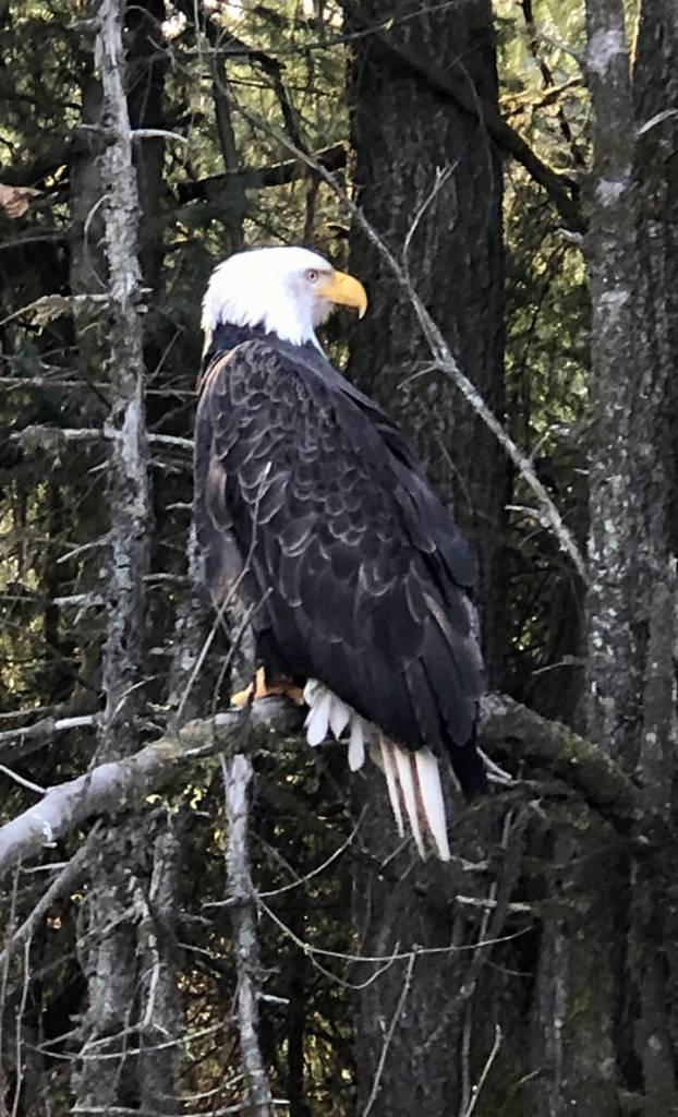 A bald eagle perches on October 22nd on Montana Creek Road. (Courtesy Photo / Doyle Burnett)