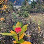 A lone Willow Rose grows on Nugget Falls Trail in late September. (Courtesy Photo / Lori Buzzel