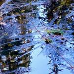 Starry ice formations form on a Windfall Lake slough on Oct. 19. (Courtesy Photo / Denise Carroll)