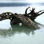 A tree trunk and root wad in Mendenhall River resemble a large swimming moose on Oct. 21. (Courtesy Photo / Denise Carroll)