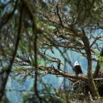 An eagle parent watches over a couple of eggs in the nest in April 2017. (Courtesy Photo / Jerry Smetzer)