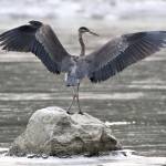 A great blue heron spreads its wings out on an icy Mendenhall Lake yesterday, Oct. 18. (Courtesy Photo / Linda Shaw)