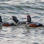 Harlequin ducks swim by Point Louisa on Dec. 10. (Courtesy Photo / Kenneth Gill, gilfoto)