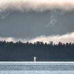 Humpback Whale blows over by Outer Point, Douglas Island on Dec. 9. (Courtesy Photo / Kenneth Gill, gillfoto)