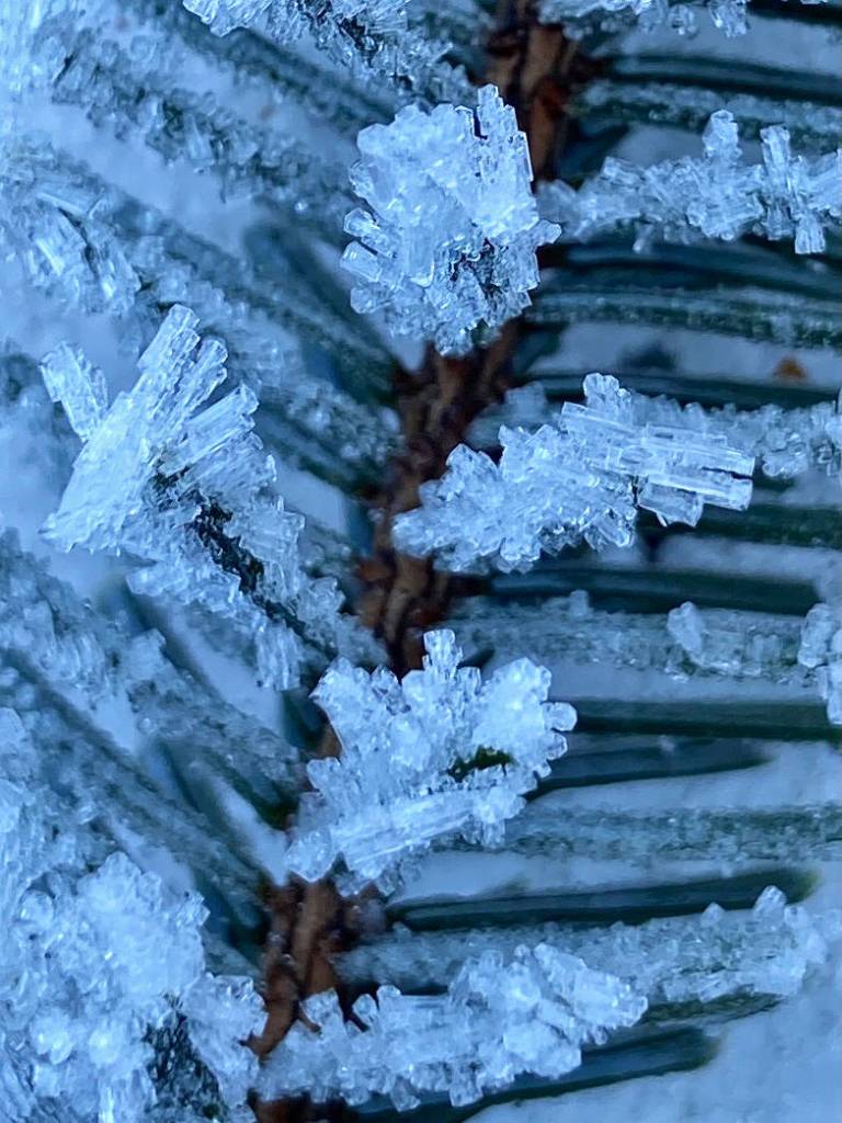 This photo taken on Nov. 16 near Center Court shows hoarfrost. (Courtesy Photo / Judith MacBrine)