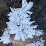 Snow flowers are seen along the Mendenhall River on Nov. 17. (Courtesy Photo / Deborah Rudis)