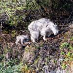 This is simply a picture of a mother and baby mountain goat. Picture was taken July 17. They were just on the far side of the falls to the right of the Mendenhall Glacier. (Courtesy Photo / Roger Everett)