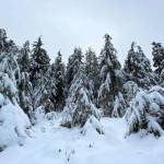 Snow drapes trees along the Switzer Creek Trail in a white blanket on Nov. 4. (Courtesy Photo / Denise Carroll)