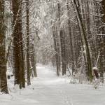  Whose woods these are I think I know … he will not mind me stopping here to watch his woods fill up with snow, writes Denise Carroll of this wintry scene on Switzer Creek Trail on Nov. 4. (Courtesy Photo / Denise Carroll)