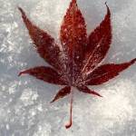 A lone frosty Japanese maple leaf rests on a bit of snow on Fifth Street downtown on Nov. 8. (Courtesy Photo / Denise Carroll)