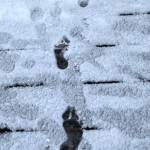 Footprints reveal that someone braved the snow while barefoot. (Courtesy Photo / Denise Carroll)
