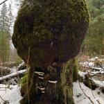 A huge burl dwarfs cowering bear bread along Brotherhood Bridge Trail on Nov. 25. (Courtesy Photo / Denise Carrol)