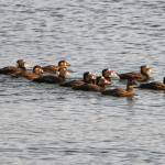 A small raft of Surf Scoter off Point Louisa on Dec. 10. (Courtesy Photo / Kenneth Gill)