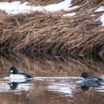 A pair of Common Goldeneye in Salt Chuck near Amalga Harbor on Jan. 8. (Courtesy Photo / Kenneth Gill, gillfoto)