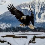 This photo shows a bald eagle on Jan. 3 at the Mendenhall Wetlands. (Courtesy Photo / Jack Beedle)