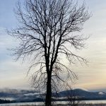 A tree stands bare along the Boy Scout Trail on Dec. 12. (Courtesy Photo / Deana Barajas)