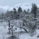 This photo shows snowy muskeg of Gastineau Meadows. (Courtesy Photo / Deborah Rudis)