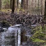 This photo shows the handiwork of the beavers who have been busy along the rainforest trail. (Courtesy Photo / Denise Carroll)