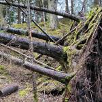 Four downed trees expose one large root system on the False Outer Poit Trail on Dec. 23. (Courtesy Photo / Denise Carroll)