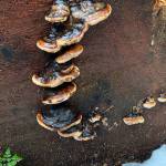 Bear bread or artists bracket forms a stairway up a sawed-off tree stump along the Switzer Creek trail on Dec. 26, 2020. (Courtesy Photo / Denise Carroll)