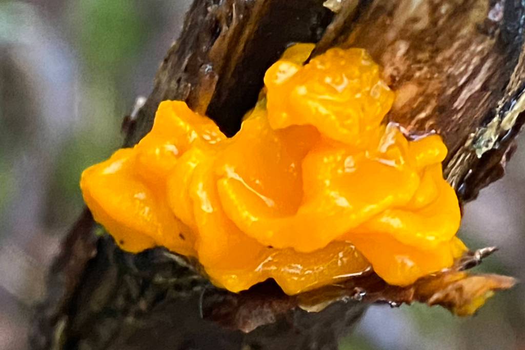 Witchs butter, a jelly fungus, is found on decaying branches or trees and is slimy when wet as seen on the Treadwell mine ruins Trail on Jan. 16, 2021. (Courtesy Photo / Denise Carroll)