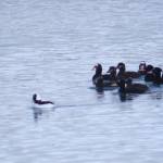 A bufflehead leads surf scoters near Point Louisa on Dec. 30, 2020. (Courtesy Photo . Carolyn Kelley)