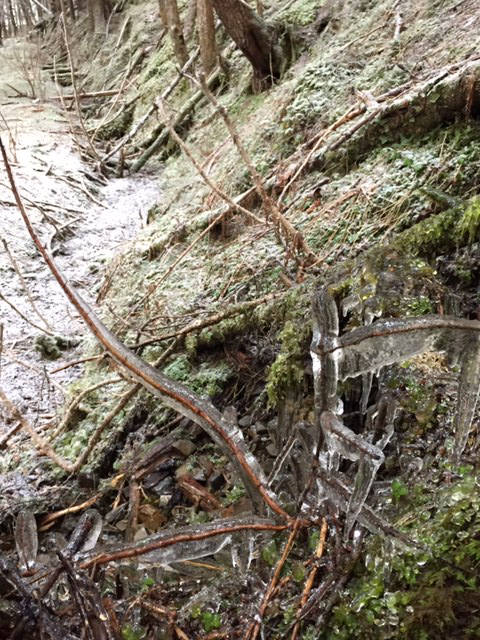 This photo taken near Treadwell Ditch shows a branch encased in ice on Jan. 23. (Courtesy Photo / Sandy R. Williams)