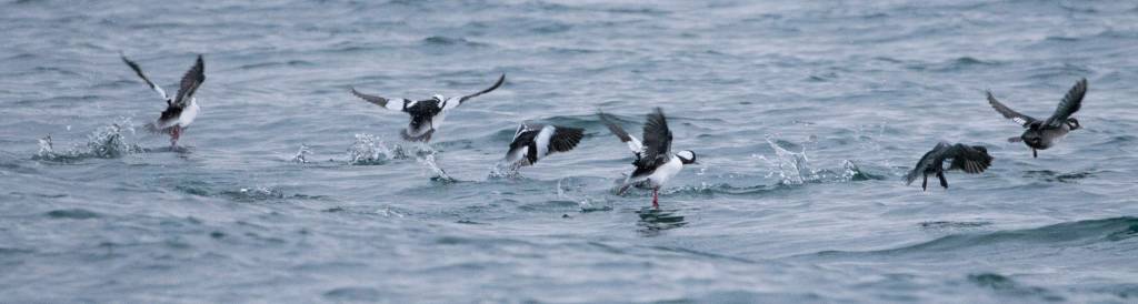A raft of Bufflehead take flight in Auke Cove on Dec. 18. (Courtesy Photo / Kenneth Gill, gillfoto)
