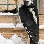 A female hairy woodpecker visits a feeder in the Back Loop in February. (Courtesy Photo / Linda Shaw)