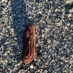 Thats not a peanut, its a piece of wood on the beach on the Boy Scout Beach Trail. (Courtesy Photo / Deana Barajas)