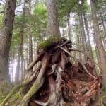 A very complicated root system for a single conifer in the forest along the North Douglas bluff trail on Feb. 20, 2021. (Courtesy Photo / Denise Carroll)