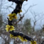 This photo was taken on Saturday, Feb. 27 around the Mendenhall Lake trails. (Courtesy Photo / Deana Barjas)
This photo was taken on Saturday, Feb. 27 around the Mendenhall Lake trails. (Courtesy Photo / Deana Barajas)