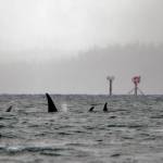 Orcas across from Northern Portland Island. (Courtesy Photo / Kenneth Gill, gillfoto_