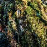 Iicles form off of some very vibrant moss on Sunnahae Trail in Craig on Feb. 7, 2021. (Courtesy Photo / Marti Crutcher)