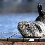 A seal enjoys a day that put the sun in Sunday on March 28. (Courtesy Photo / Linda Shaw)