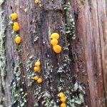 Mushrooms feed on dead wood on May 2 on Admiralty Island. (Courtesy Photo / Gary Miller)