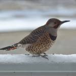 This photo shows a northern flicker in March. (Courtesy Photo / Jim Hauck)