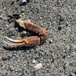 Was this crab, or unlucky? asks Deana Barajas. I didnt see the rest of its body nearby, so its possible it got away. The photo was taken April 17 at Boy Scout Beach. (Courtesy Photo / Deana Barajas)
